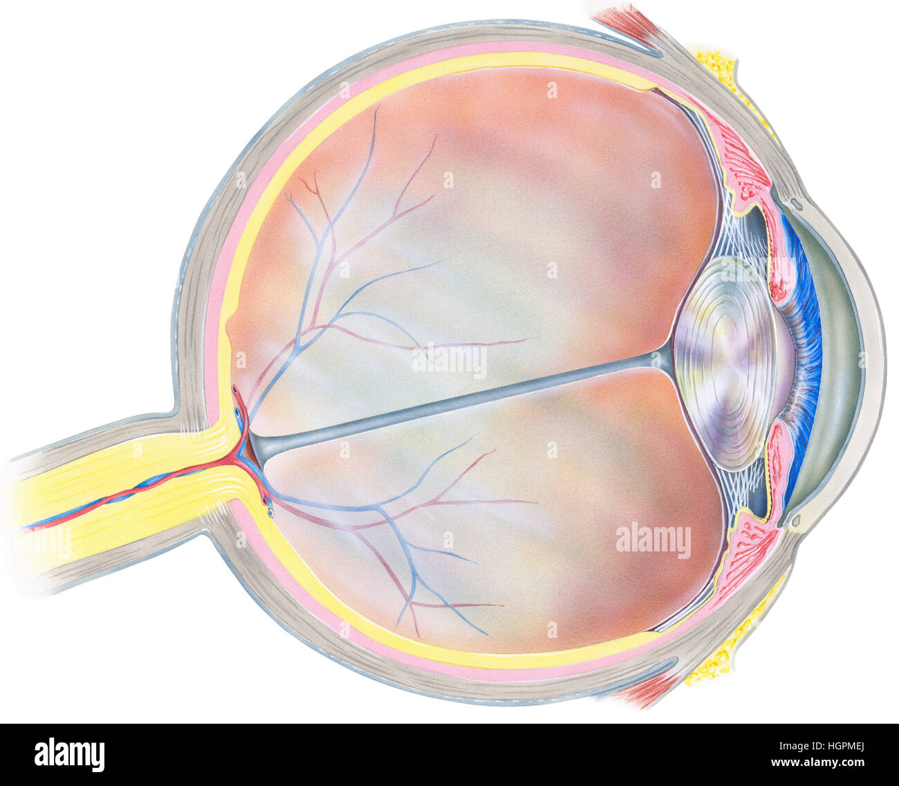 Un bulbo oculare umana vista in sezione trasversale che mostra le seguenti strutture: iris, anteriore membrana limitante posteriore, membrana limitante, tendine laterali di rectu Foto Stock