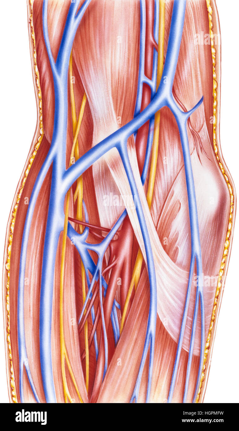Alcune delle parti dell'avambraccio indicati includono: superior ulnare arteria collaterale, nervo ulnare, inferiore ulnare arteria collaterale, mediale epicondyle, br Foto Stock