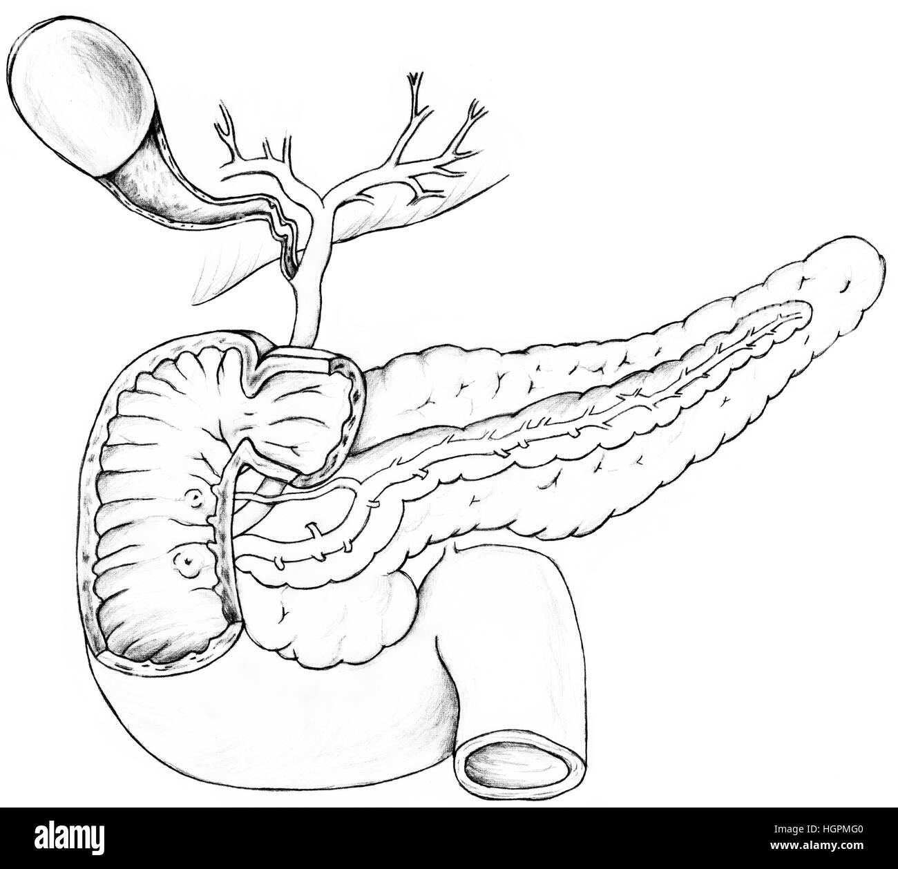 La cistifellea, pancreas e duodeno.Cistifellea contiene la bile prodotta nel fegato fino a quando non è necessario per la digestione di cibi grassi nel duodeno di t Foto Stock