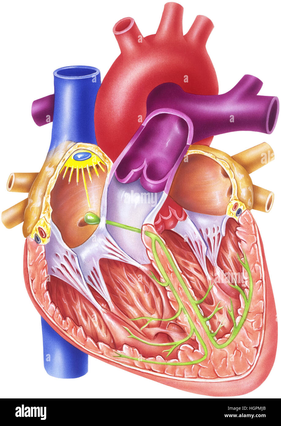 1. Il ciclo cardiaco inizia a SA (senoatriale) nodo localizzato nel solco terminalis tra la vena cava superiore e dell'atrio destro. 2. Da Foto Stock