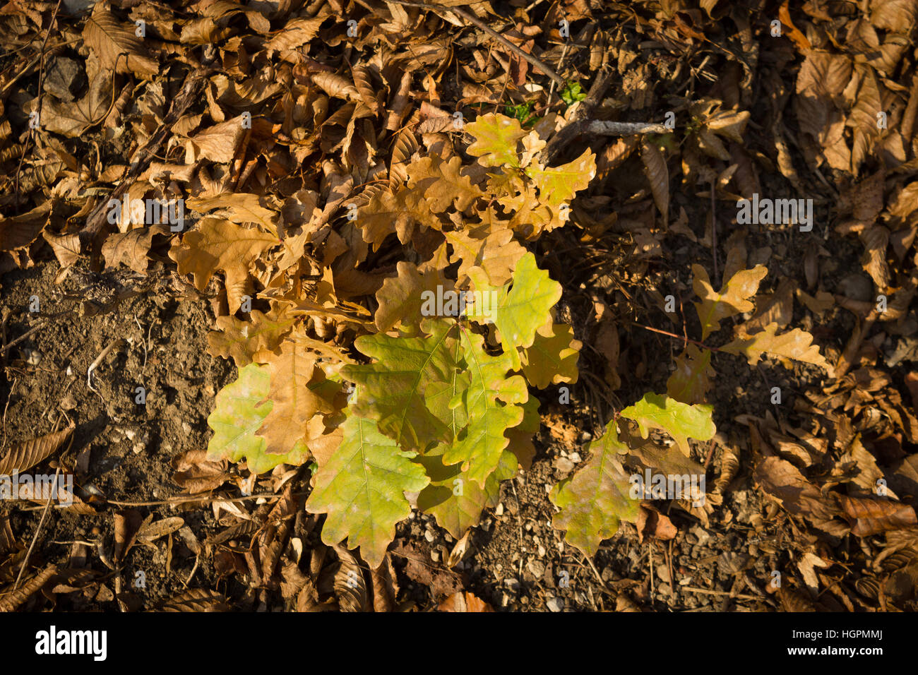 I primi anni di vita di una quercia. Foto Stock