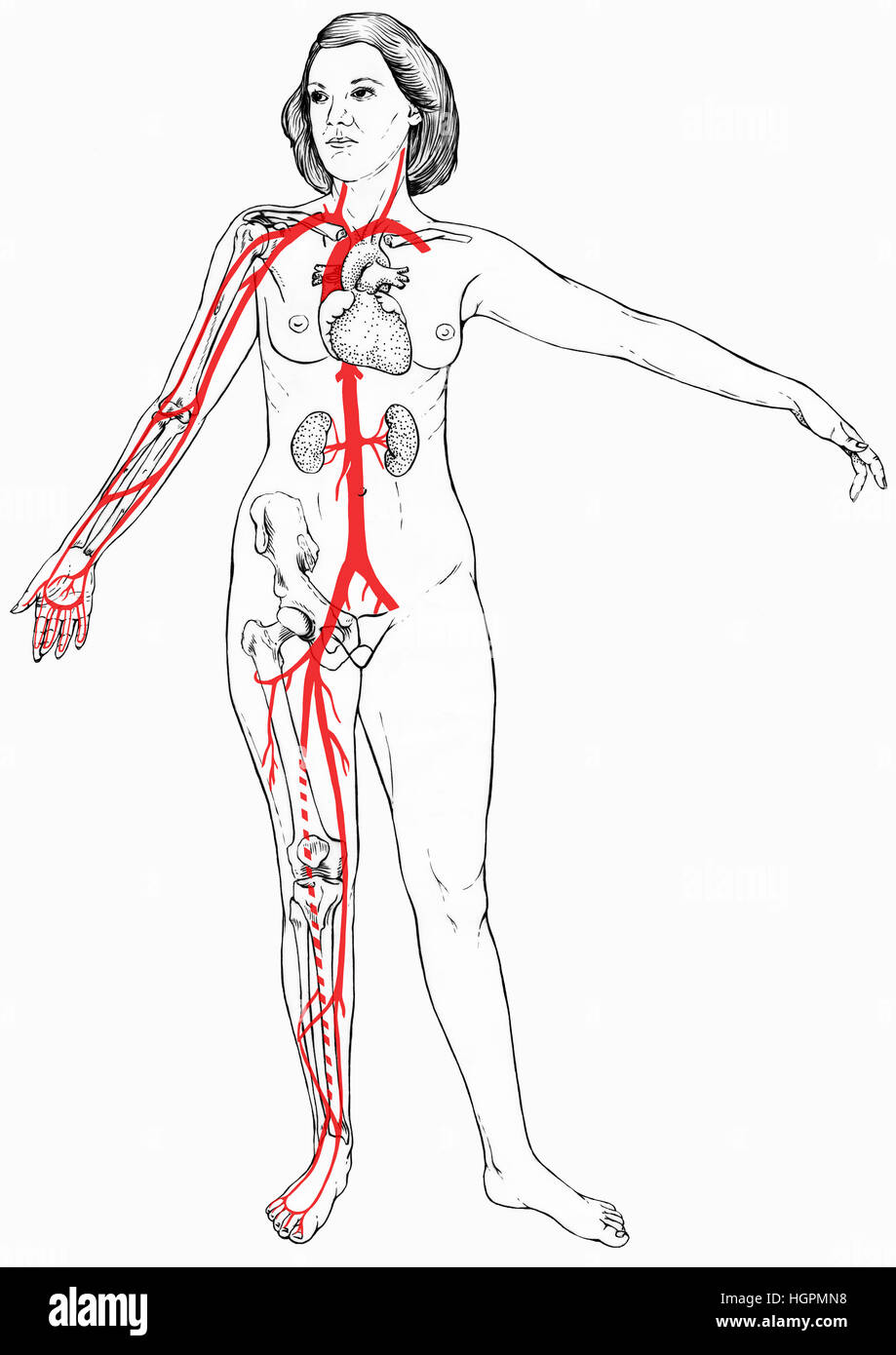 Figura femminile con selezionare gli organi, ossa visibile e vasi sanguigni. Sono mostrate le clavicole, il cuore e i reni. Le ossa del braccio - Omero, ulna, radius. Gamba b Foto Stock