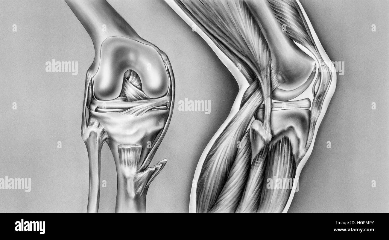La vista ossea (sinistra) mostra il femore, tagliare il bordo della capsula sinoviale, menisco, fibula e tibia, rotula, legamento crociato anteriore, posteriore crucia Foto Stock