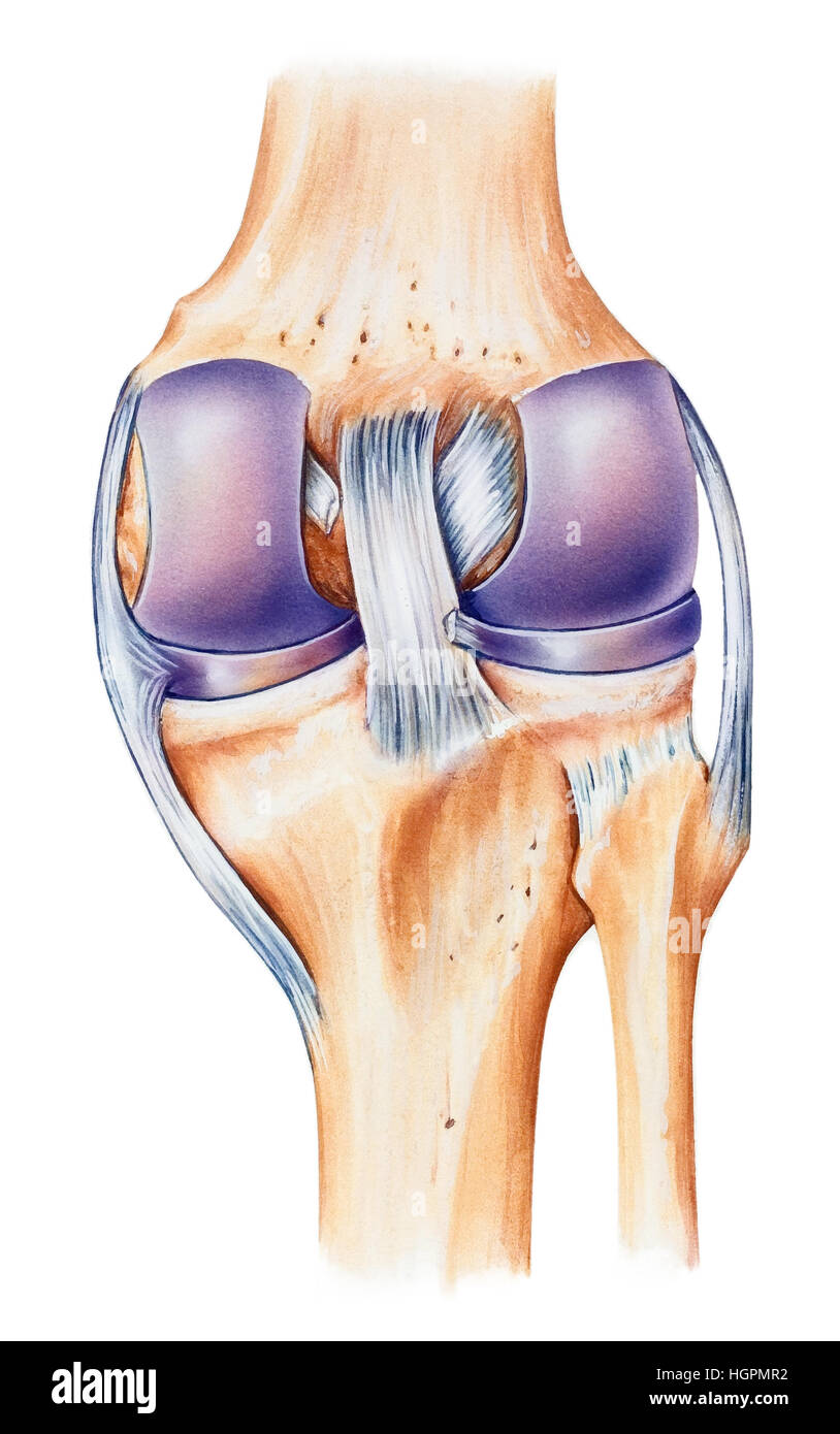 Anatomia umana normale di un ginocchio, vista dorsale. Mostrate sono il femore, legamento crociato posteriore, il legamento crociato anteriore, superfici articolari della l Foto Stock