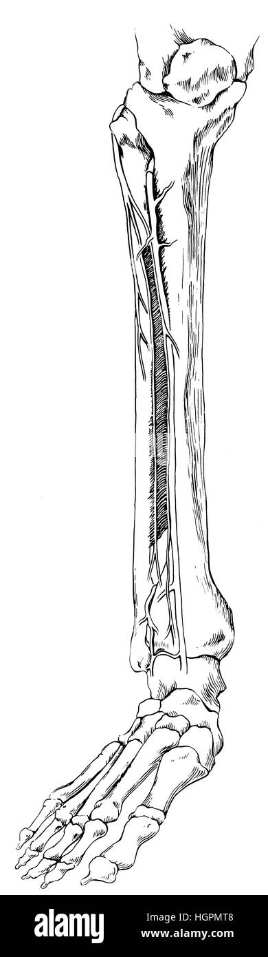 Le ossa della parte inferiore della gamba e del piede. Mostrate sono la tibia e femore; rotula; perone, malleolo mediale e laterale il malleolo; metatarsals; ossa; abbassare l Foto Stock