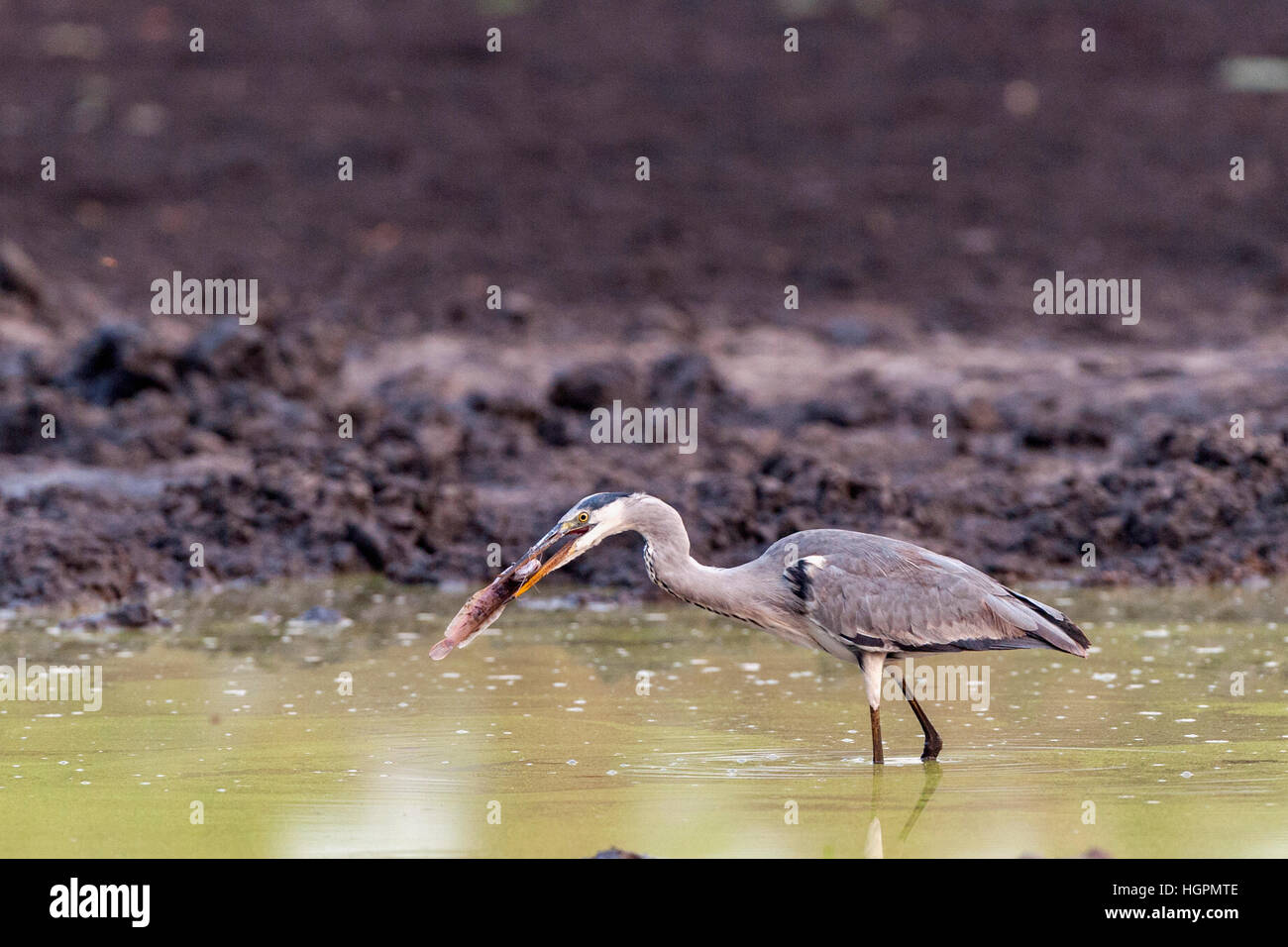 Airone cenerino Ardea cinerea pesca acqua di cattura Foto Stock