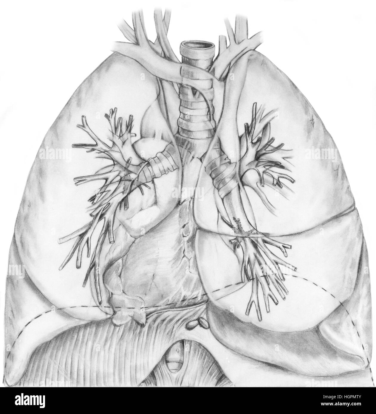I polmoni e il sistema bronchiale che mostra la trachea, a sinistra e a destra bronco mianstem, alberi bronchiale, diaframma, e lobi dei polmoni Foto Stock