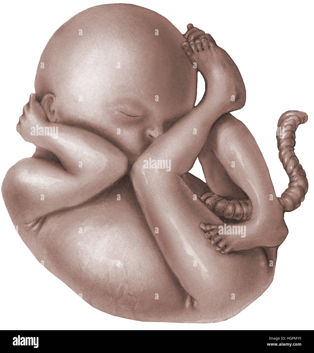 Gravidanza - Feto - feto normale Foto Stock
