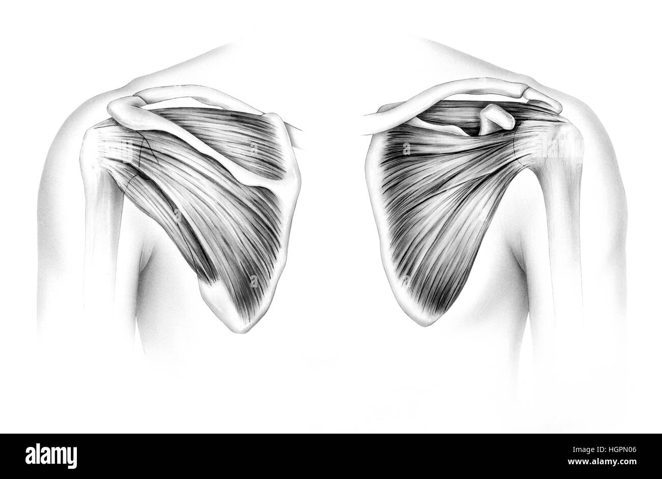 Scapola - tendini. Scapola umano tendini e muscoli, anteriore (destro) e posteriore (sinistra). Sono mostrate le tendine supraspinatus e muscolo, la subscapularis Foto Stock