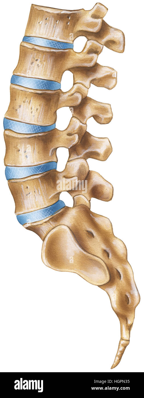 La colonna vertebrale lombare - Regione - Vista laterale Foto Stock