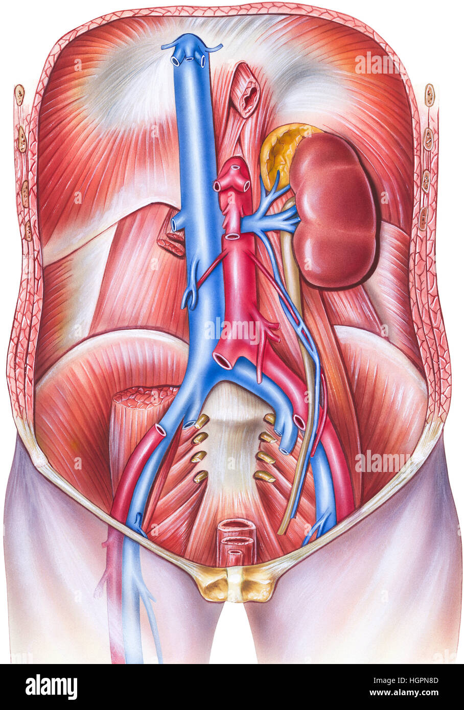 Anatomia umana della vascolarizzazione del torso, frontale sub-diaframma  vista. Sono mostrate le vene epatiche, vena cava inferiore, aorta, vene  iliache e inferi Foto stock - Alamy