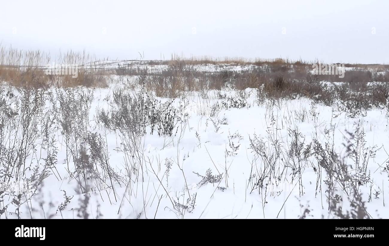 Erba secca campo Natura inverno Neve inverno il paesaggio Foto Stock