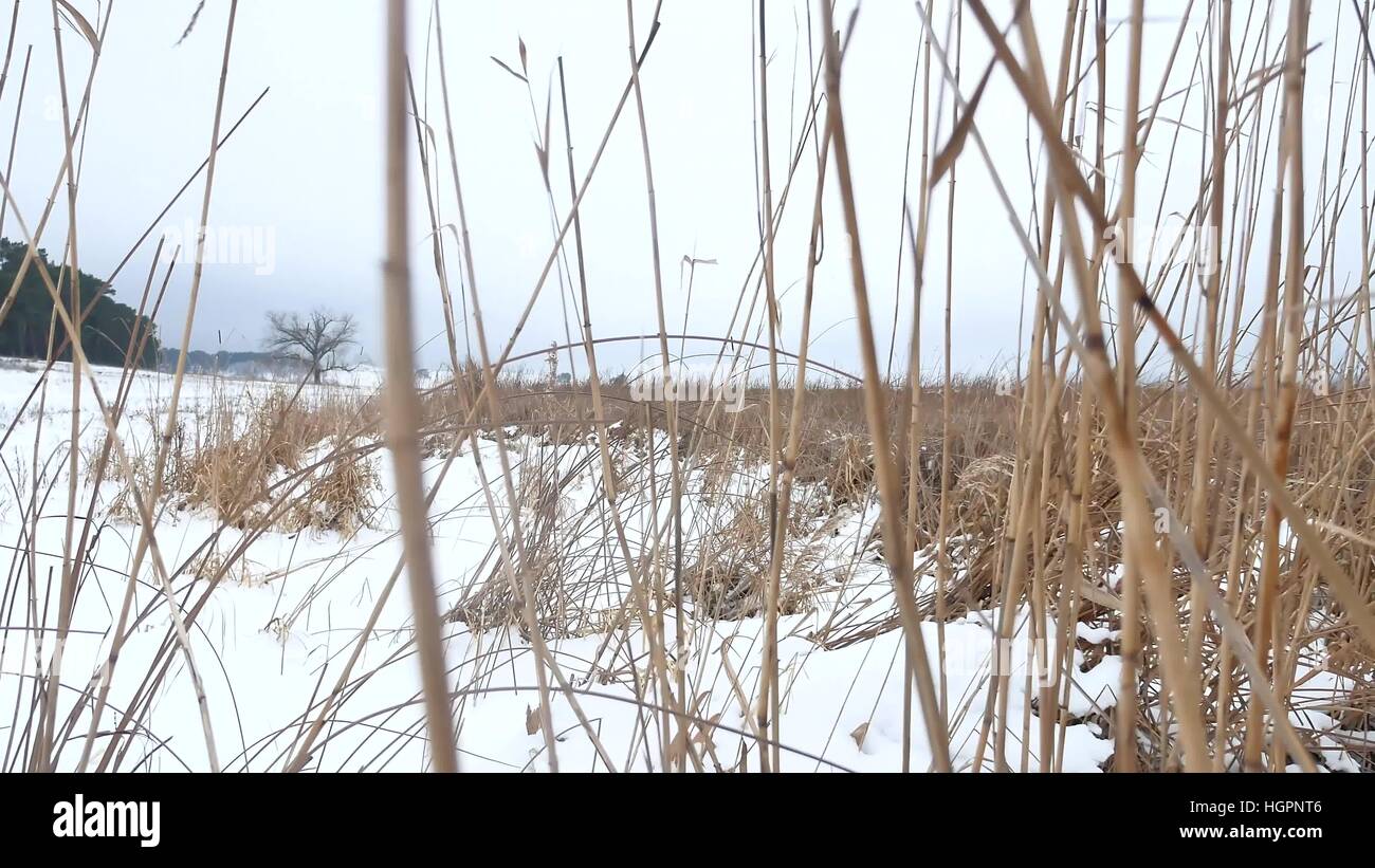 Asciugare l'erba palustre reed inverno bella natura di paesaggio Foto Stock