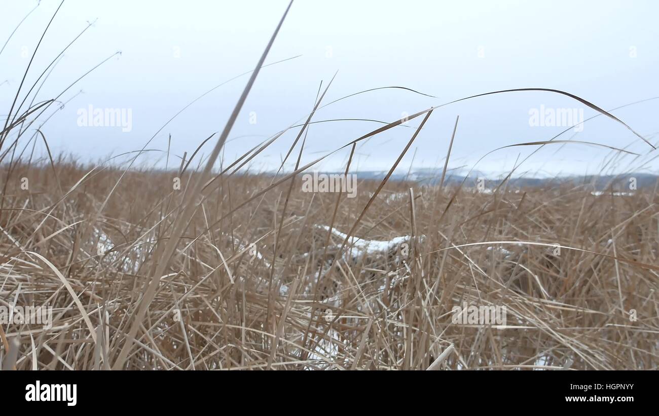 Asciugare l'erba marsh inverno natura reed bellissimo paesaggio Foto Stock