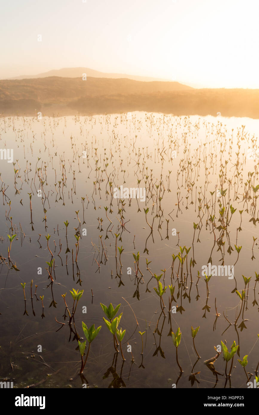 Bogbean impianto (Menyanthes trifoliata) che cresce su un loch beag ishal sull'isola di Lewis, Ebridi Esterne, Scozia. Foto Stock