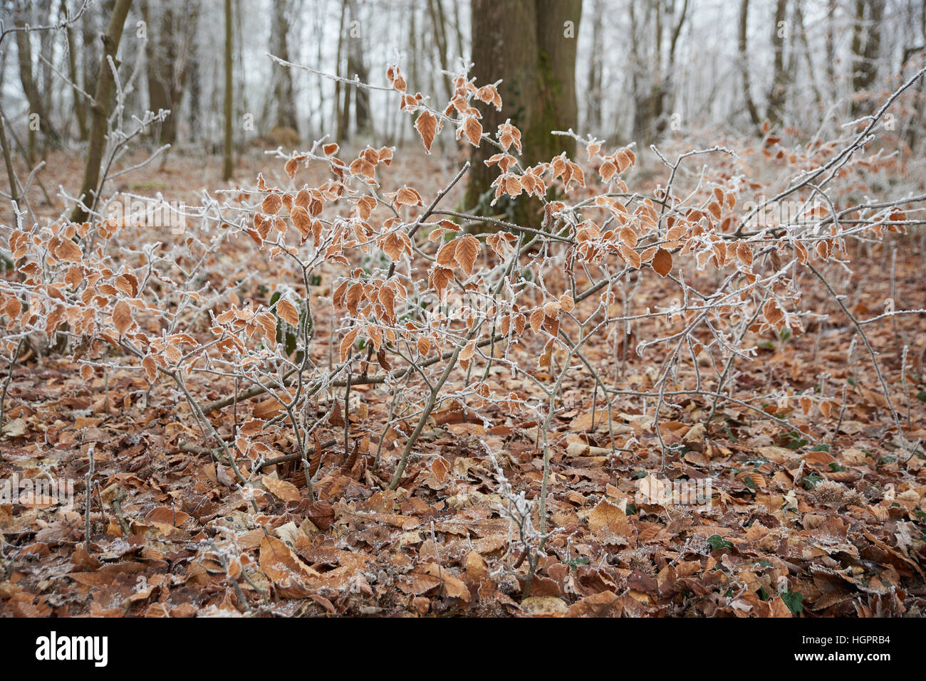 Smerigliato foresta Foto Stock