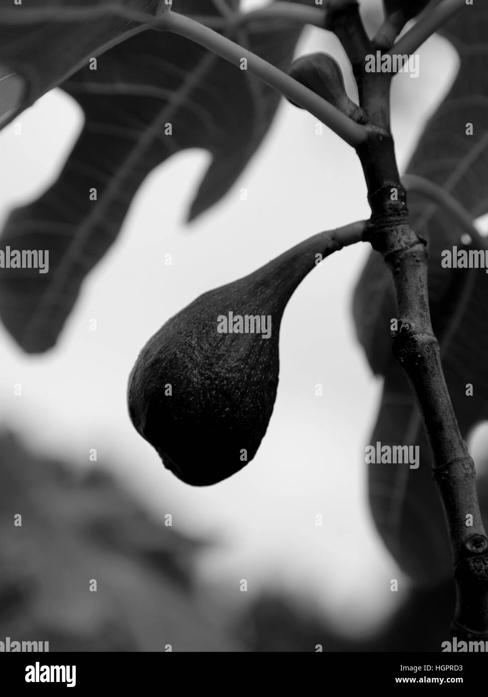 La figura nera sulla struttura ad albero figura con grandi foglie effetto bianco e nero Foto Stock