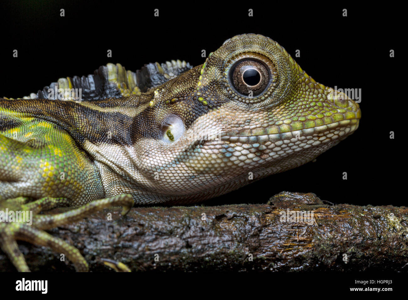 Grande Anglehead Lizard (Gonocephalus grandis) Foto Stock