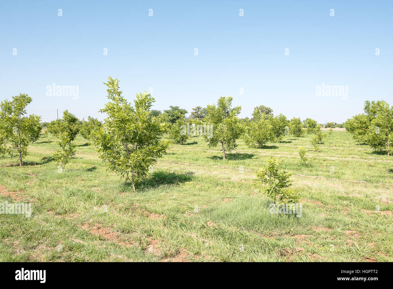 Un pecan-dado orchard a Ritchie, una piccola città nel nord della provincia del Capo del Sud Africa Foto Stock