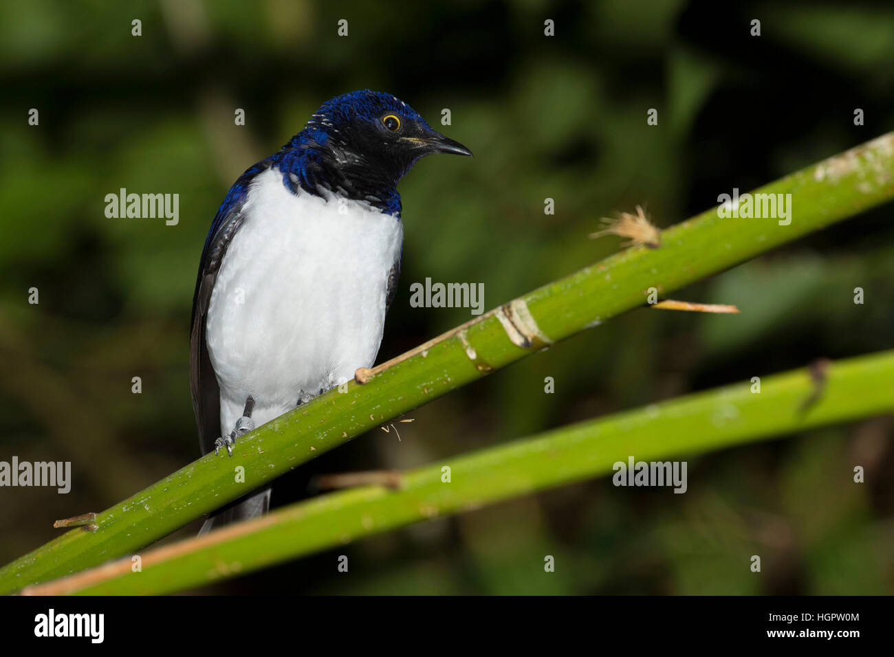 Viola-backed starling (Cinnyricinclus leucogaster), Oregon Zoo, Washington Park, Portland, Oregon Foto Stock