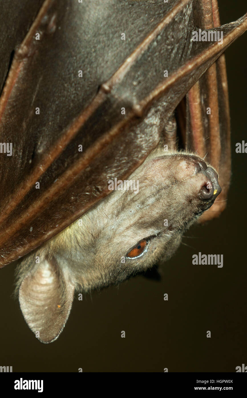 Frutto bat, Oregon Zoo, Washington Park, Portland, Oregon Foto Stock