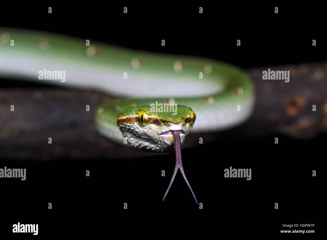 Wagler's pit viper (Tropidolaemus wagleri) campionamento particelle di aria con lingua biforcuta nella foresta pluviale tropicale della Malesia Foto Stock