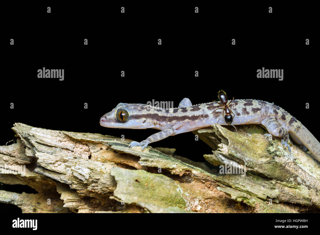 Piegate in marmo-toed Gecko (Cyrtodactylus quadrivirgatus) Foto Stock