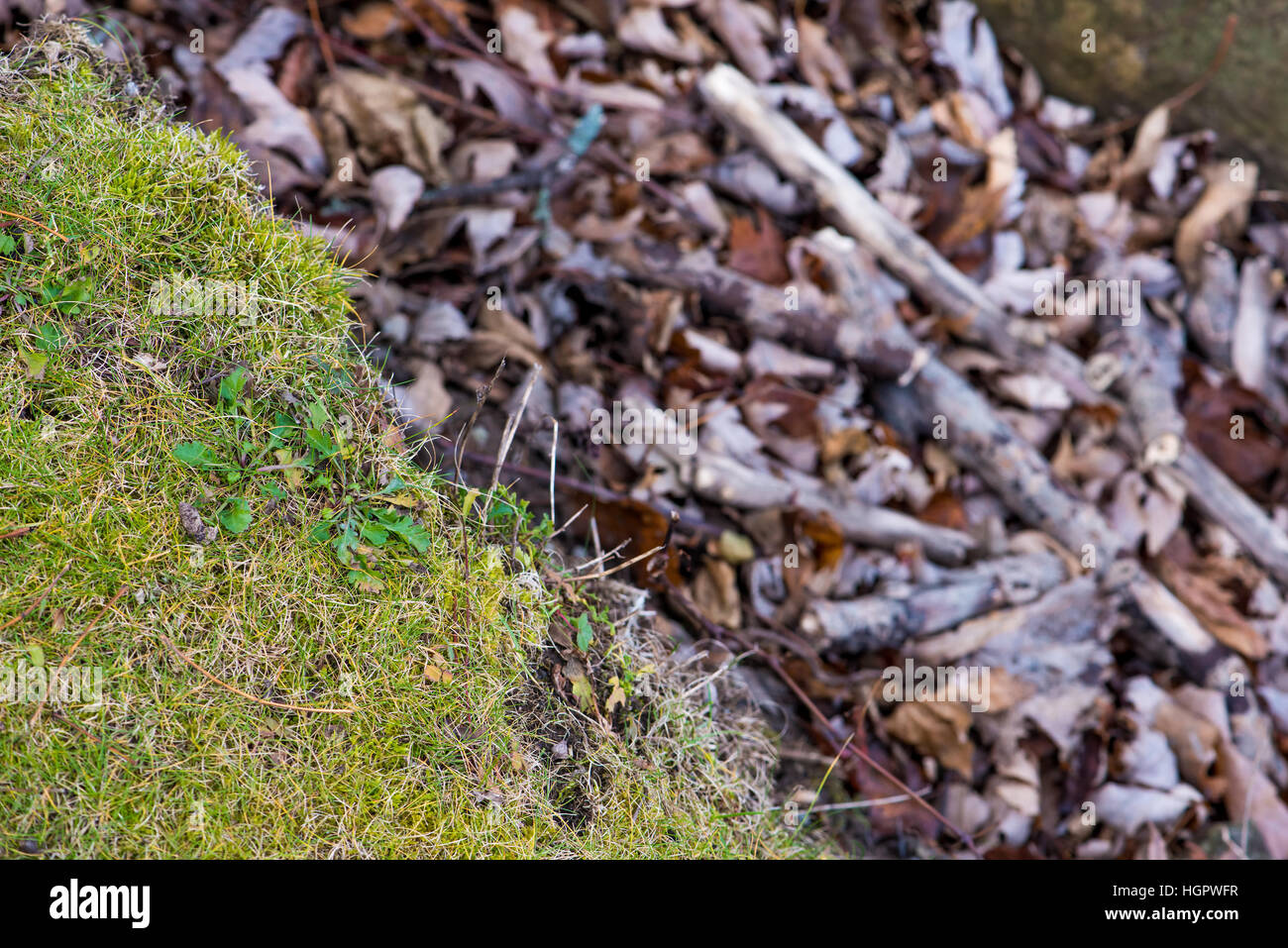 Sfondo di erba secca di legno in luce naturale Foto Stock