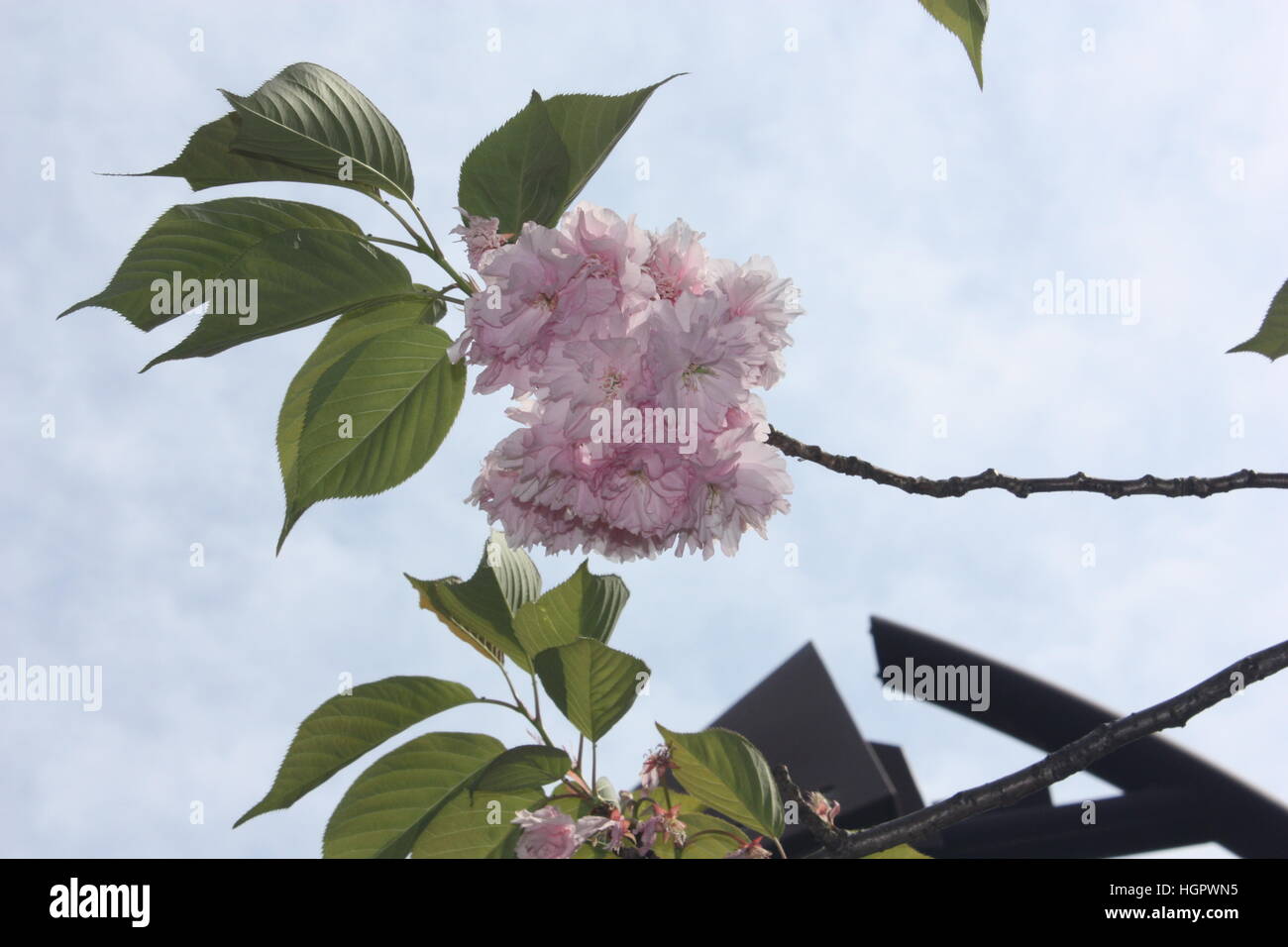 Un ombreggiato giapponese Acero In Mid-Afternoon di una giornata di primavera. Foto Stock