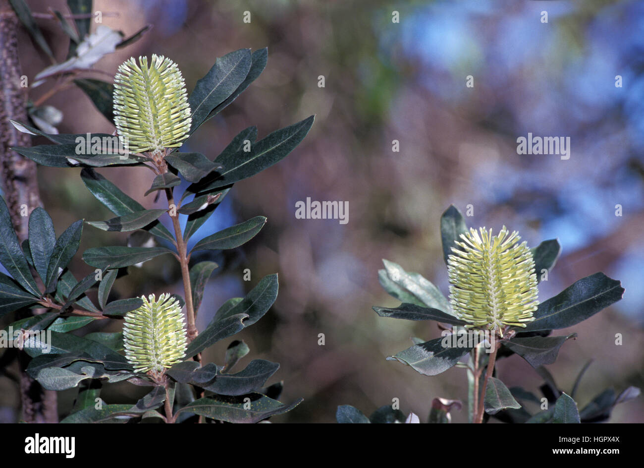 Banksia fiori, Nuovo Galles del Sud, Australia Foto Stock