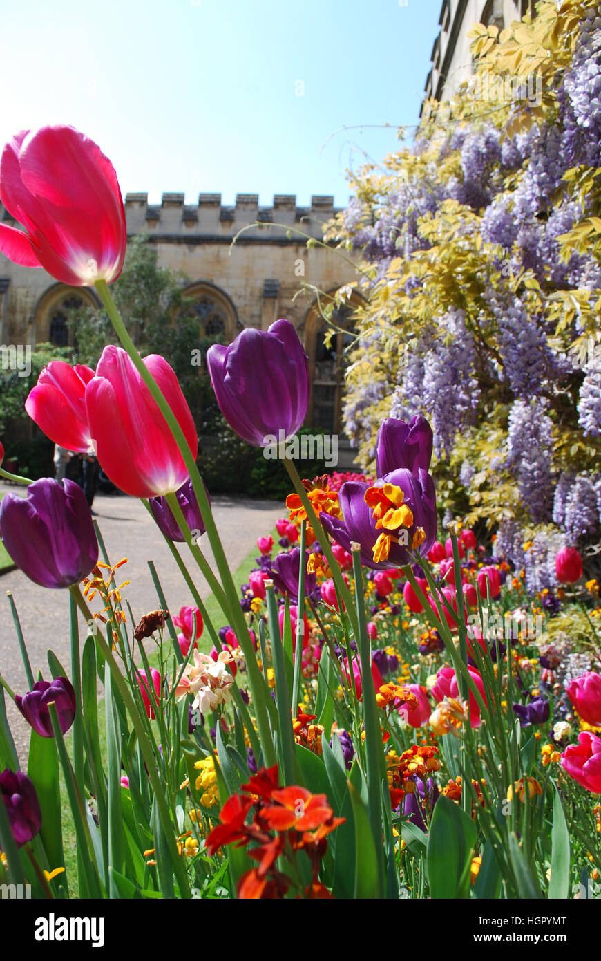 College di Oxford giardino nel periodo estivo Foto Stock