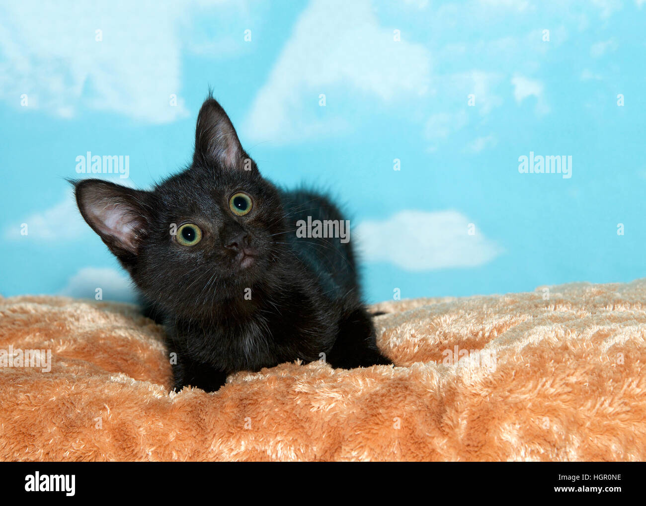 Ritratto di un piccolo gattino nero con gli occhi verdi che stabilisce il  caramello colorato letto pelliccia cercando fino ai telespettatori di  destra. Sfondo blu cielo con nuvole. Copia Foto stock -