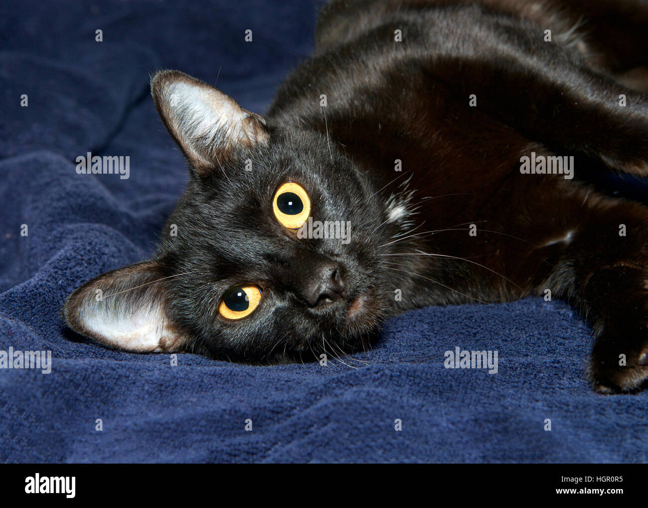 Ritratto di un gatto nero con gli occhi gialli recante lateralmente su un blu scuro coperta cercando longingly al visualizzatore. Foto Stock