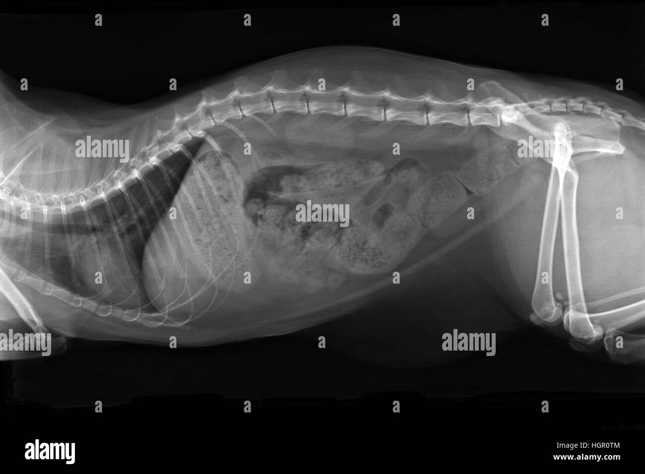 XRay immagine del gatto obesi con completa ostruzione intestinale -  stitico. Vista laterale Foto stock - Alamy