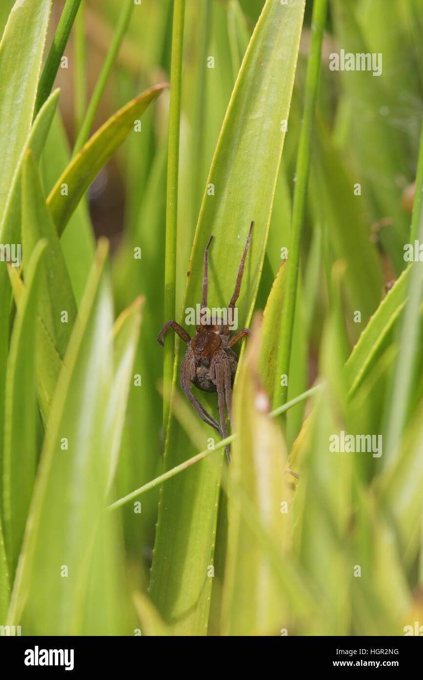 Femmina zattera Fen Spider (Dolomedes plantarius) dalla reintroduzione lo schema i East Anglia, a guardia di una sfera di uova Foto Stock