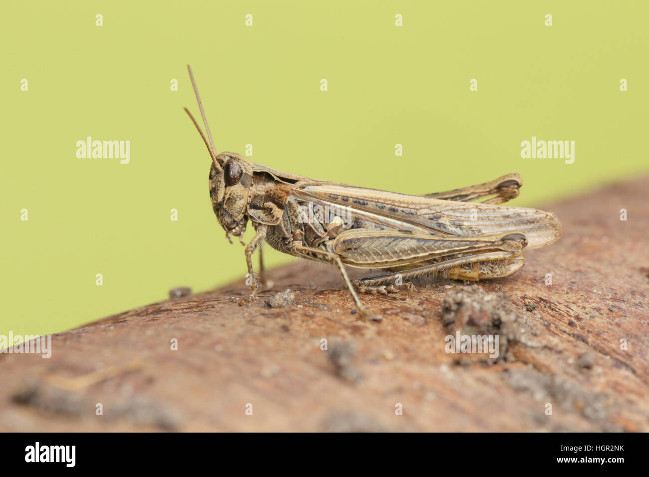 Campo Grasshopper (Chorthippus brunneus) arroccato sul registro, con sfondo pulito Foto Stock