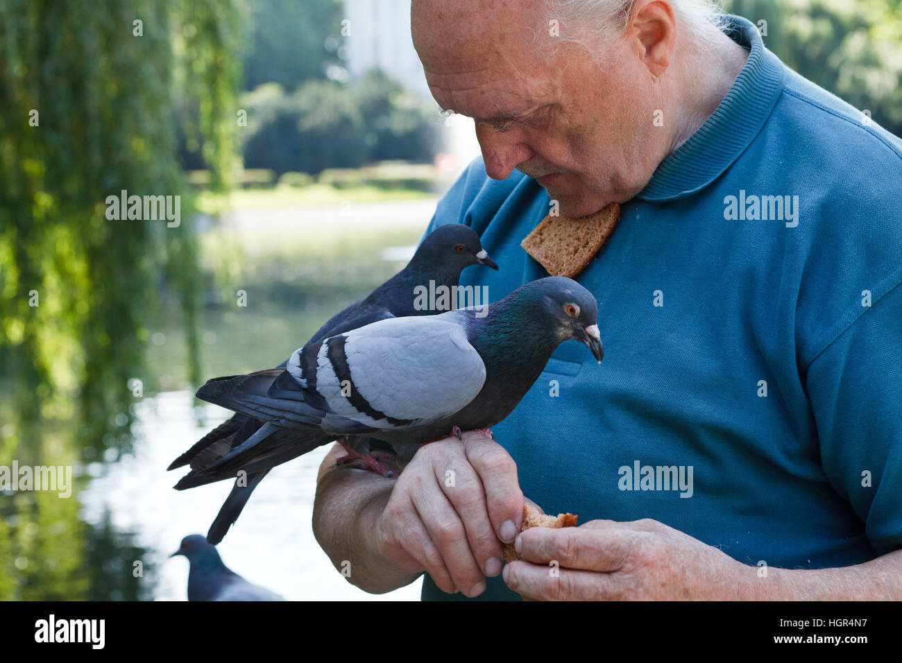 Il vecchio uomo è trascorrere il suo tempo libero nel parco, piccioni di alimentazione Foto Stock