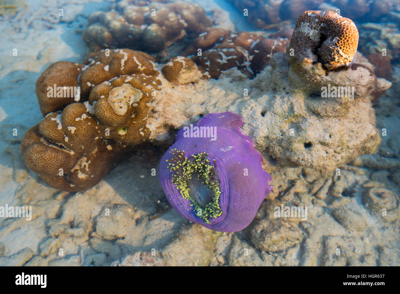 Anemone e roccia corallina sotto acqua ampio riprese background a Nyaung Oo Phee, Myanmar Foto Stock