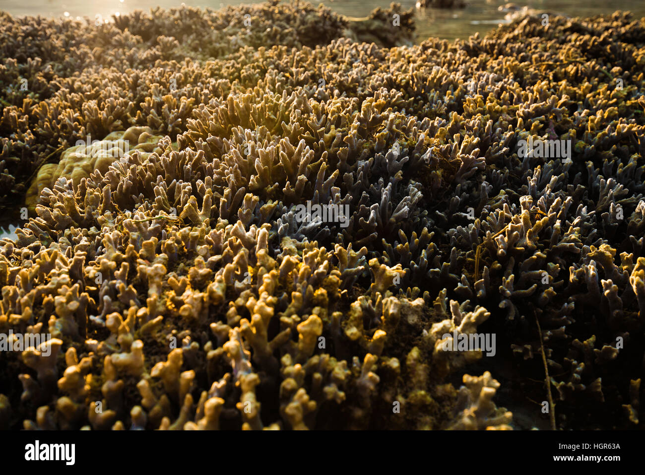 Coral rock intorno a beach durante la marea di declino e la luce del mattino tempo ampi shot backgroundat Nyaung Oo Phee, Myanmar Foto Stock