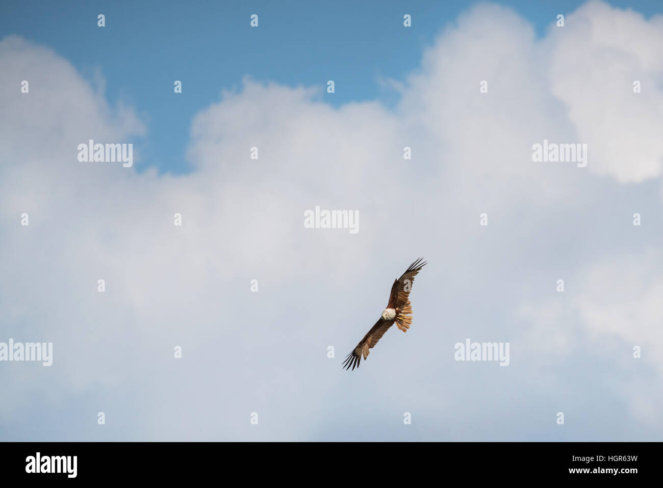 Unico eagle hawk volare nel cielo blu Foto Stock