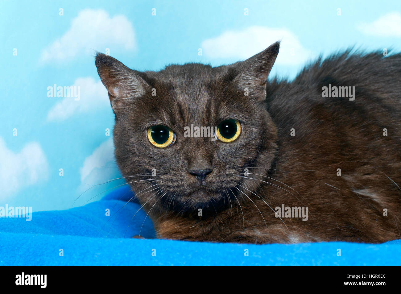 Nero e marrone Gatto bengala accucciato giù sulla coperta di blu, gli alunni completamente dilatato cercando leggermente per gli spettatori a destra. Sfondo blu cielo con nuvole. Foto Stock