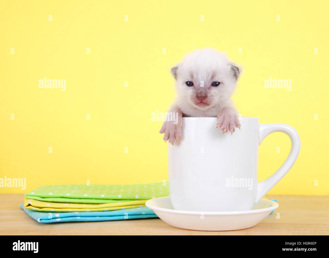 Neonato dieci giorni di età gattino seduto in una tazza da tè su un piattino sul tavolo, zampe su lato della tazza guardando al visualizzatore. Vivace sfondo giallo. Foto Stock