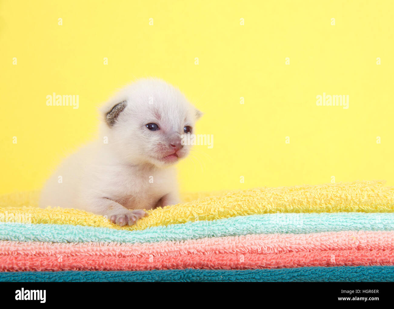 Un neonato di dieci giorni di vecchio cucciolo bianco, gli occhi aperti, posa su giallo, aqua, pesca, arancione e verde asciugamani con vivace sfondo giallo. Foto Stock