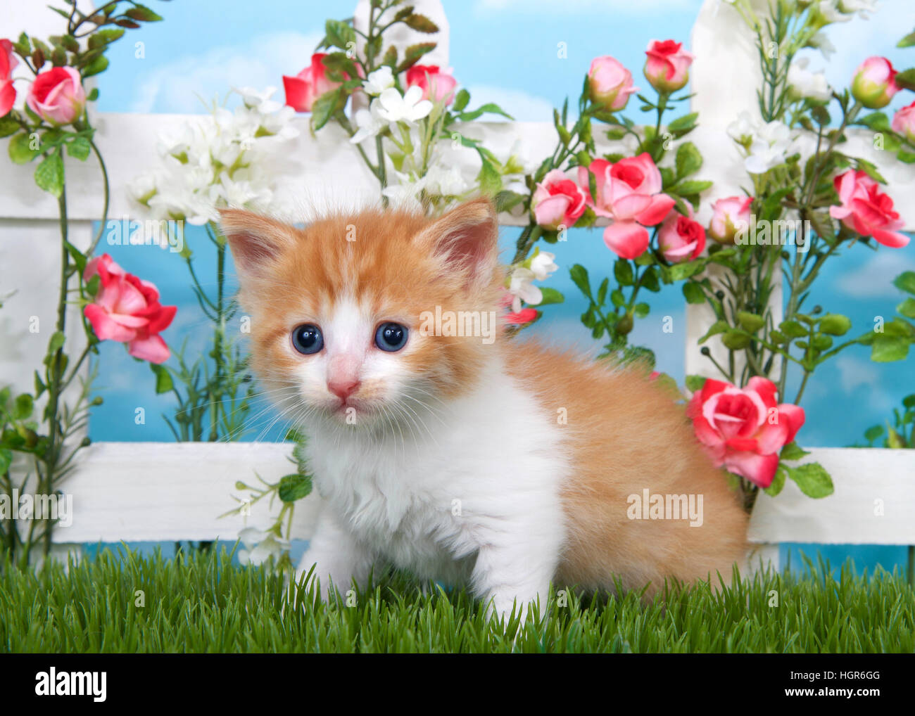 Adorabili e capelli lunghi in arancione e bianco tabby gattino seduto in erba lunga con white Picket Fence in background, rosa rose e fiori di colore bianco sulla recinzione, Foto Stock