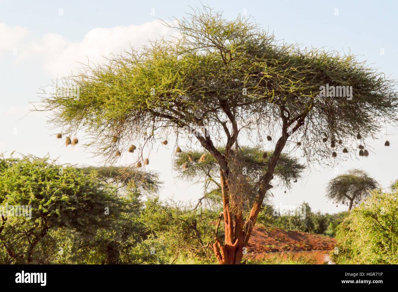 Albero con nidi di uccelli nel Tsavo East Park in Kenya Foto Stock