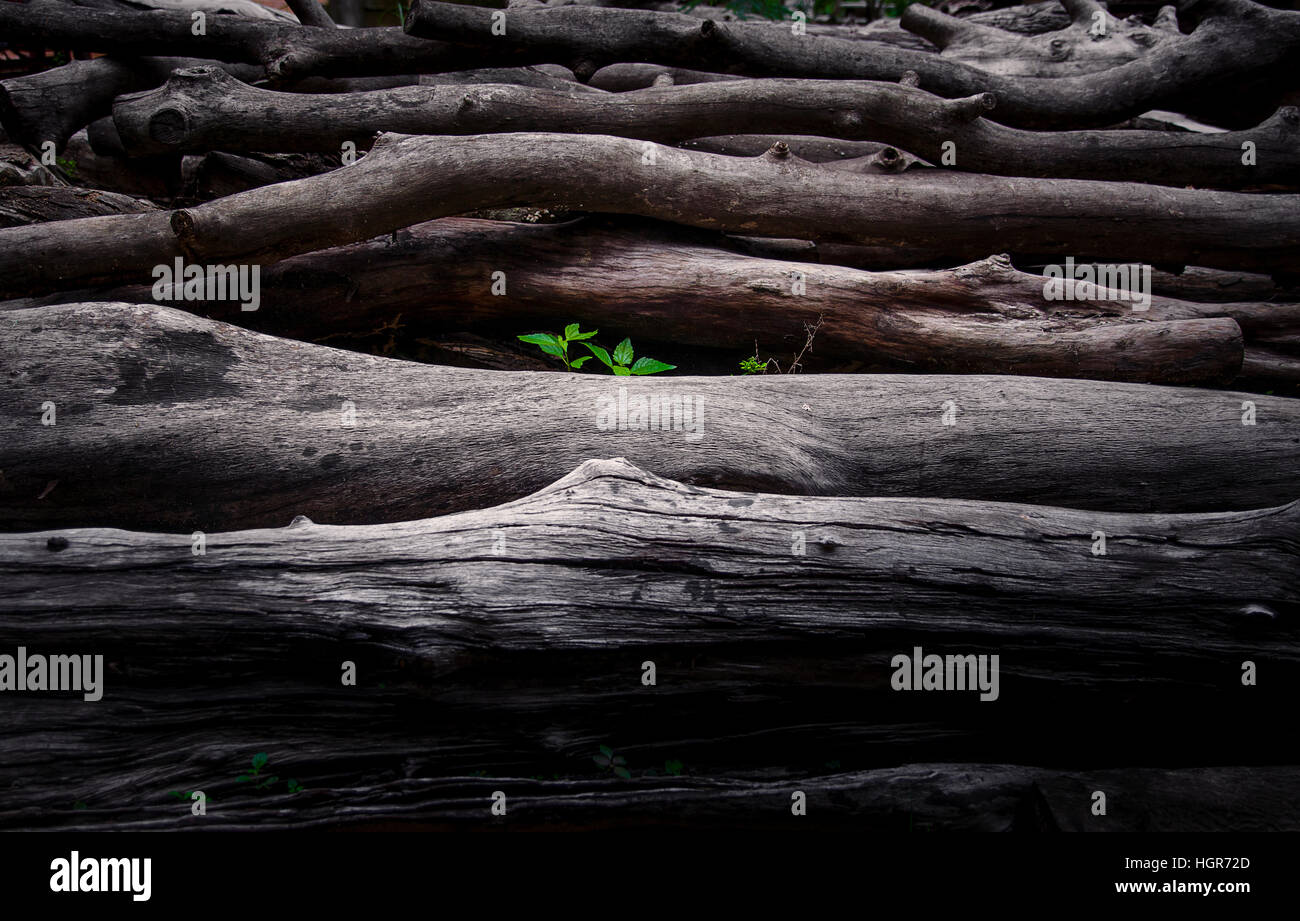 Pianta crescente in legno Foto Stock
