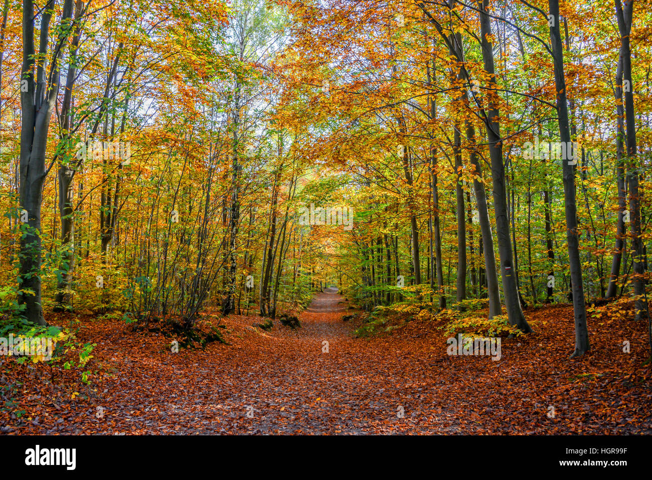 Il sentiero nel bosco in autunno Foto Stock