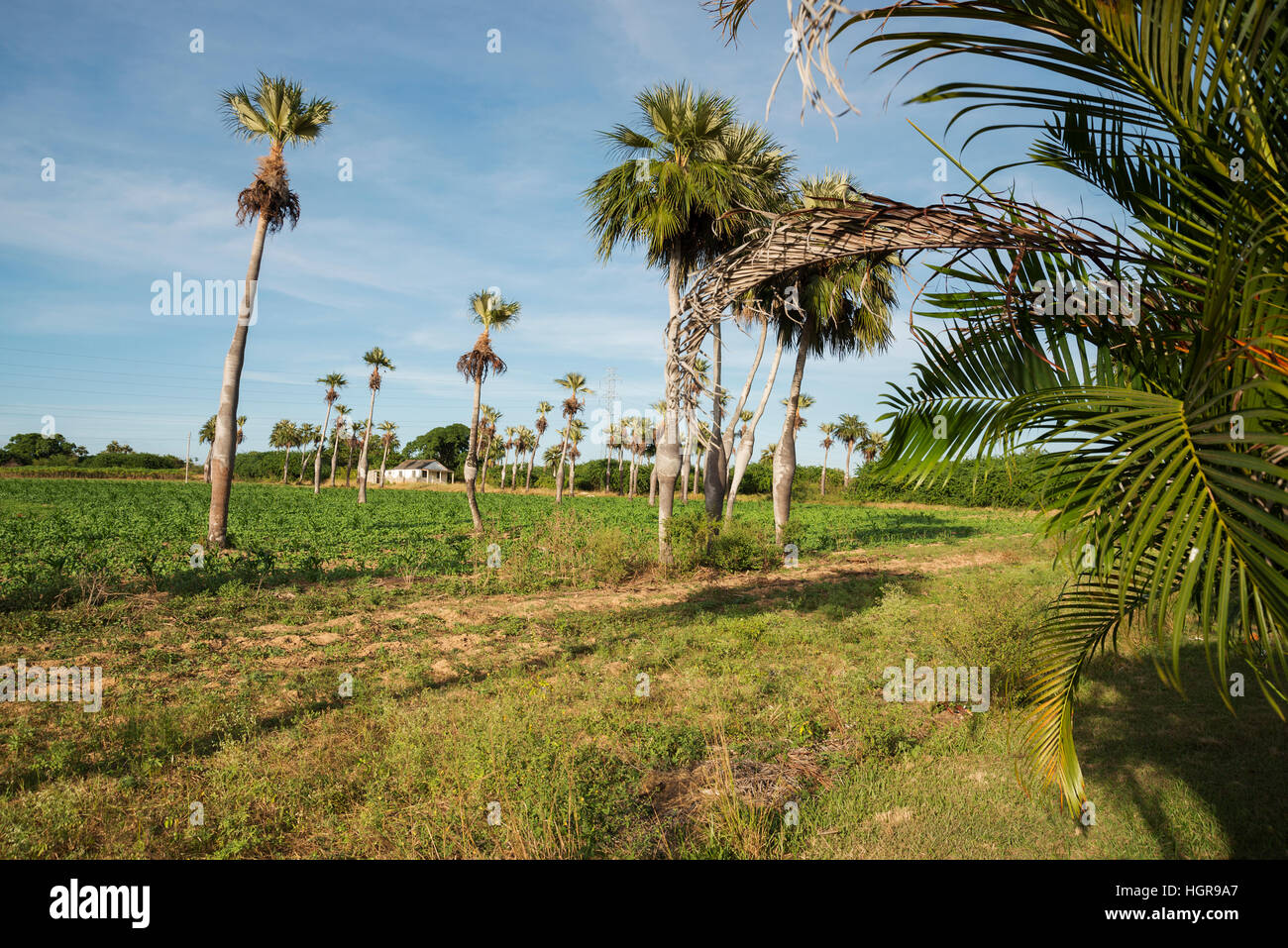 Il tabacco cubano farm Vinales Foto Stock