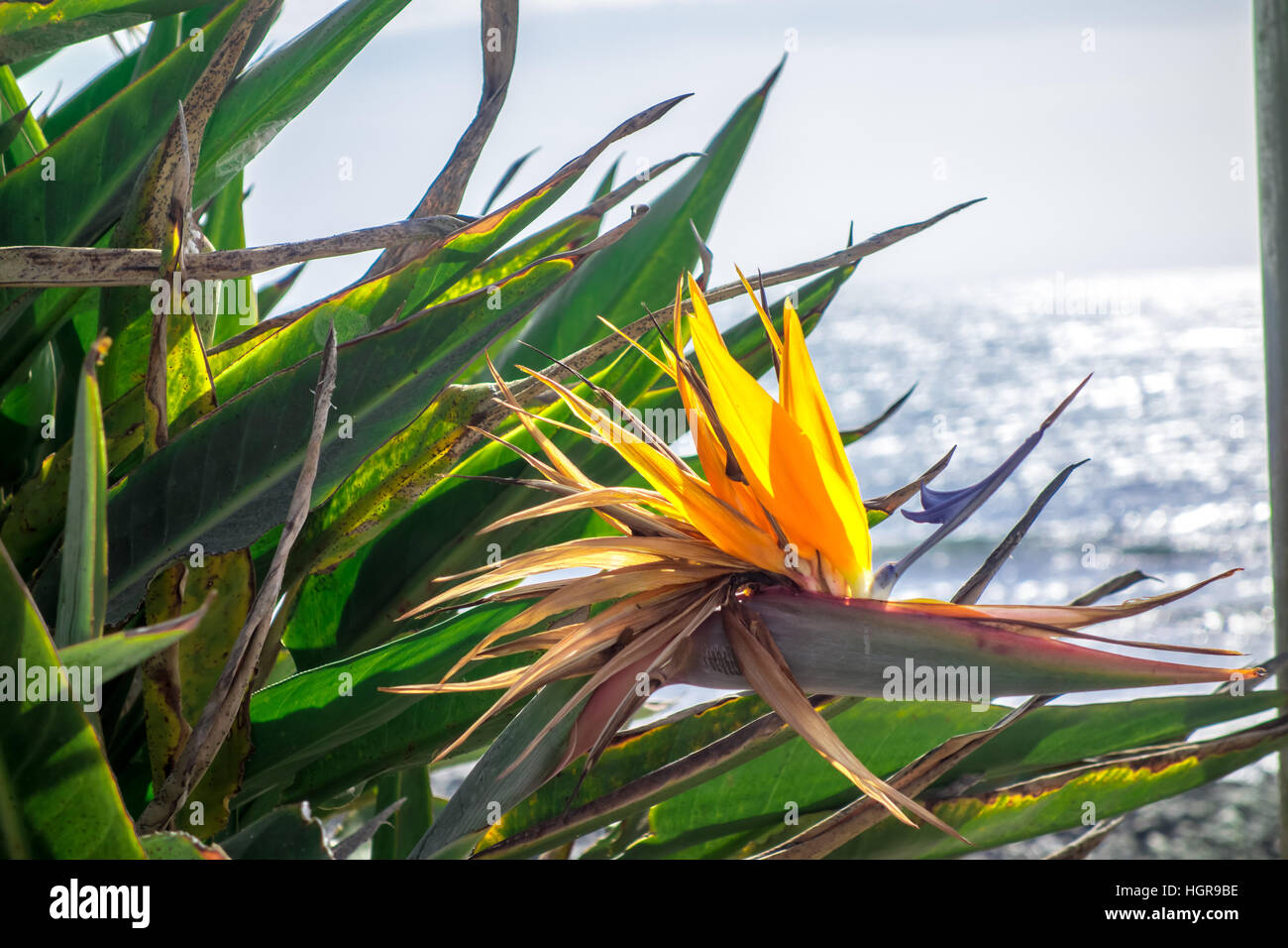 Un selvaggio fiore chiamato gli uccelli del paradiso che si affaccia sul mare può essere trovato in Gran Canaria. Foto Stock