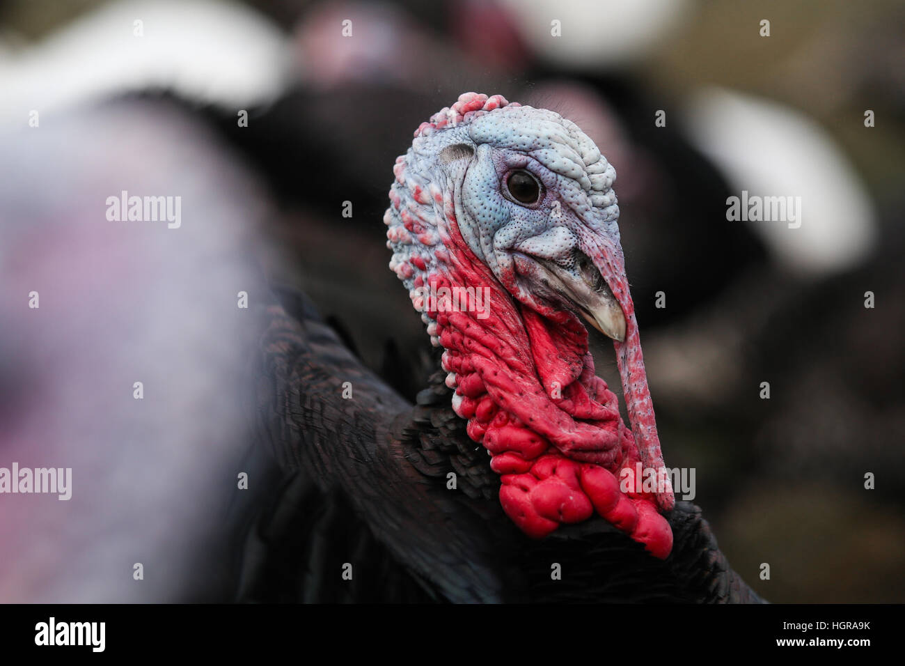 Free range tacchini fuori nel campo in una fattoria nel West Yorkshire. Gli uccelli sono voce di macellazione la prossima settimana pronto per il natale. Foto Stock